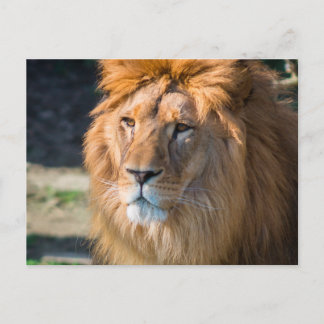 Löwe 013 postkarte
