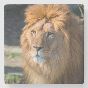 Löwe 013 steinuntersetzer