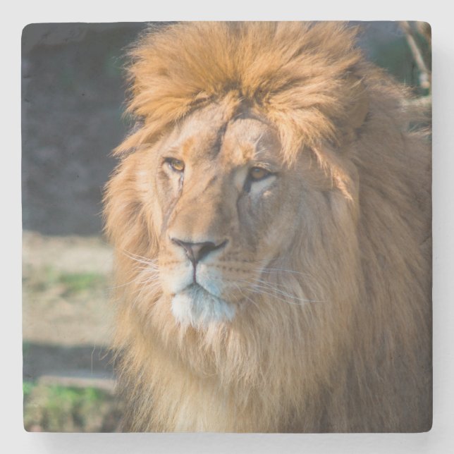 Löwe 013 steinuntersetzer (Vorderseite)