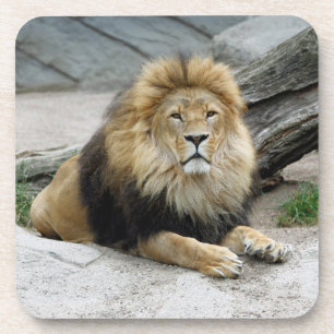 Löwe 020 getränkeuntersetzer