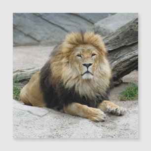 Löwe 020 magnetkarte