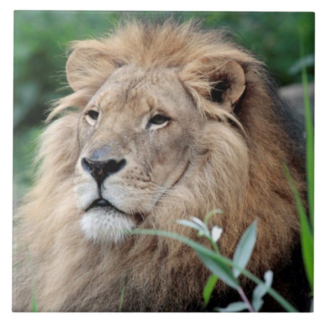 Löwe 021 fliese (Vorderseite)