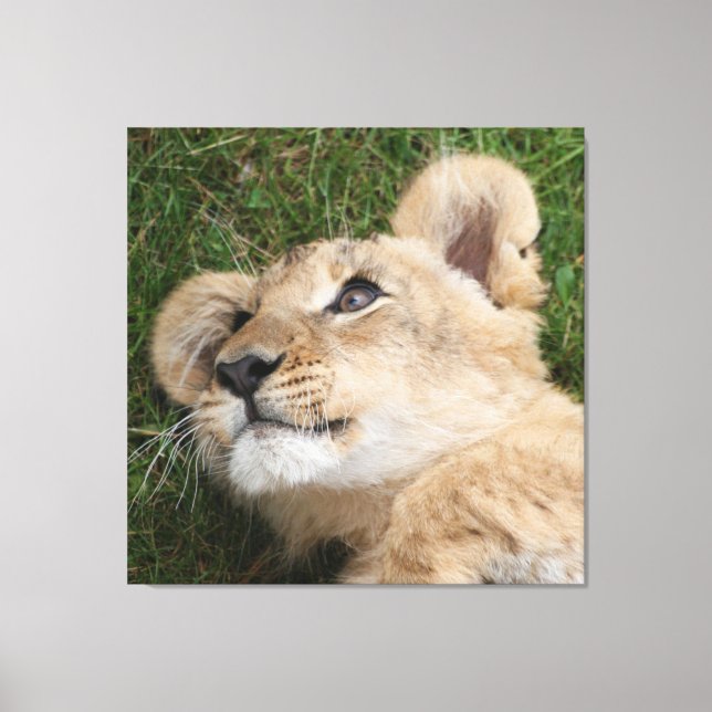 Löwe 022 leinwanddruck (Vorderseite)
