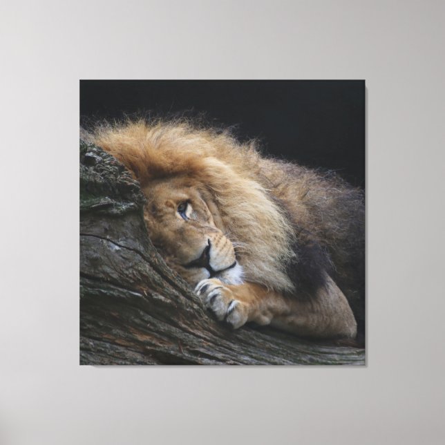 Löwe 030 leinwanddruck (Vorderseite)