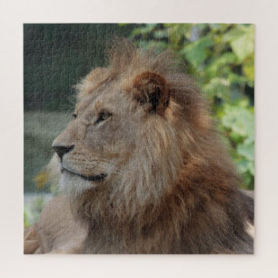 Löwe 035