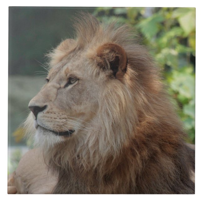 Löwe 035 fliese (Vorderseite)