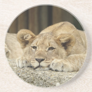Löwe 040 getränkeuntersetzer