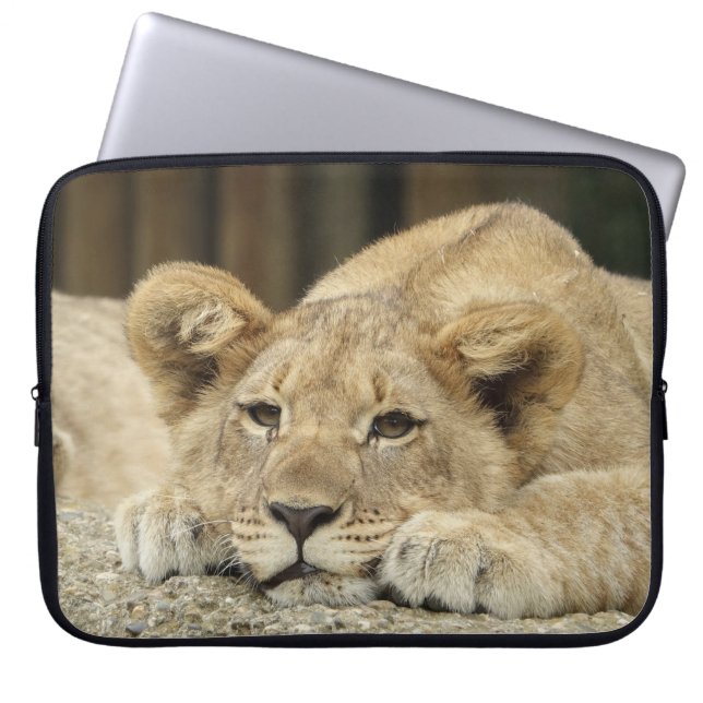 Löwe 040 laptopschutzhülle (Vorderseite)