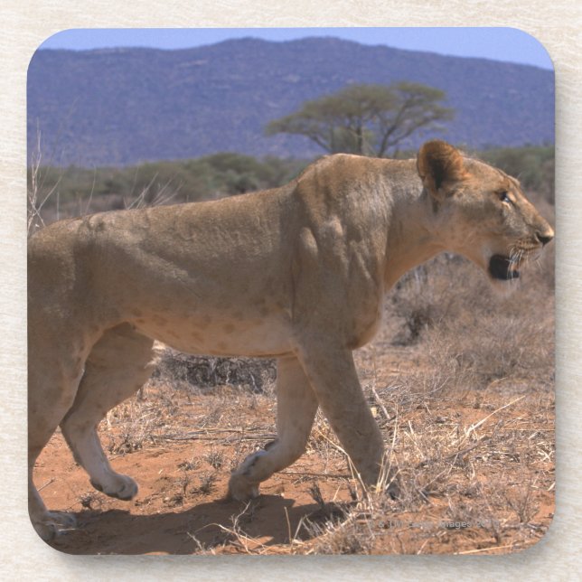 Löwe 3 untersetzer (Vorderseite)