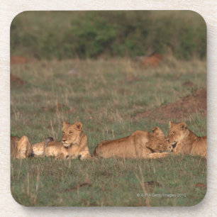 Löwe 4 getränkeuntersetzer