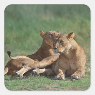 Löwe 5 quadratischer aufkleber