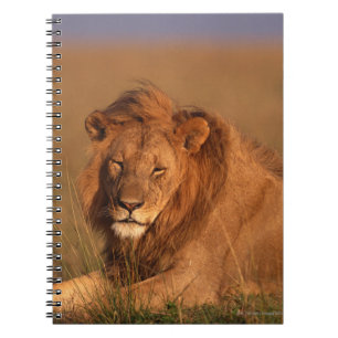 Löwe 8 notizblock