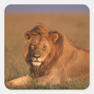 Löwe 8 quadratischer aufkleber