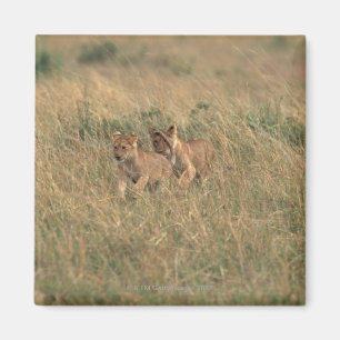 Löwe 9 magnet