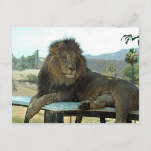 Löwe auf der Postkarte