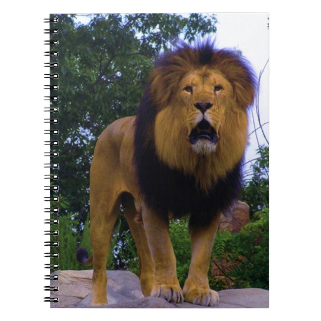 Löwe auf einem Felsen Notizblock (Vorderseite)