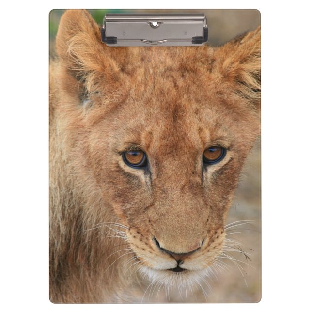 Löwe CUB Klemmbrett (Vorderseite)