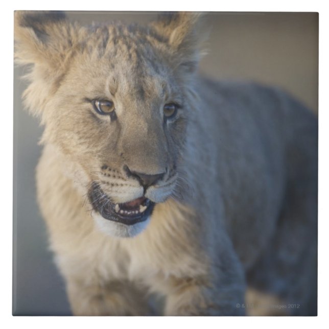 Löwe CUB (Panthera Löwe) | Namibia Fliese (Vorderseite)