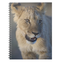 Löwe CUB (Panthera Löwe) | Namibia