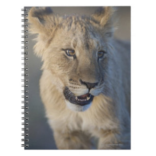 Löwe CUB (Panthera Löwe)   Namibia Notizblock