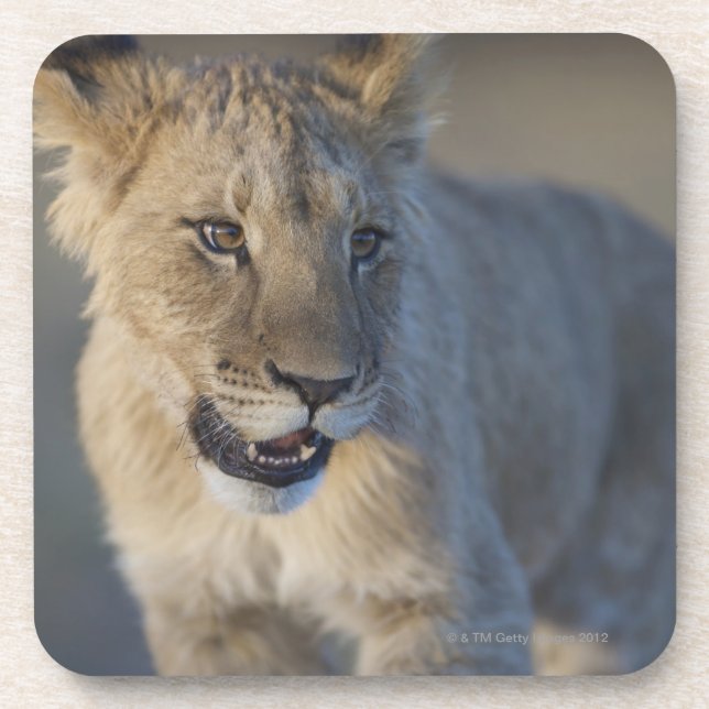 Löwe CUB (Panthera Löwe) | Namibia Untersetzer (Vorderseite)