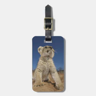 Löwe CUB (Panthera Löwe) sitzend auf Sand, Namibia Gepäckanhänger