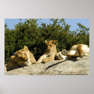 Löwe CUB Poster