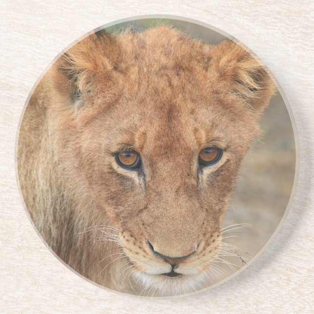 Löwe CUB Sandstein Untersetzer (Vorne)
