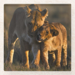 Löwe CUB u. Mutter Glasuntersetzer