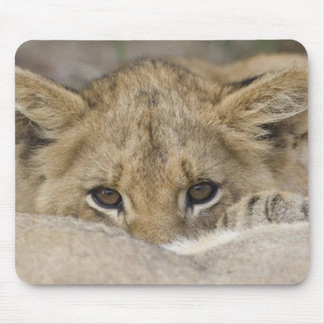 Löwe-CUBs Gesicht Mousepad (Vorne)