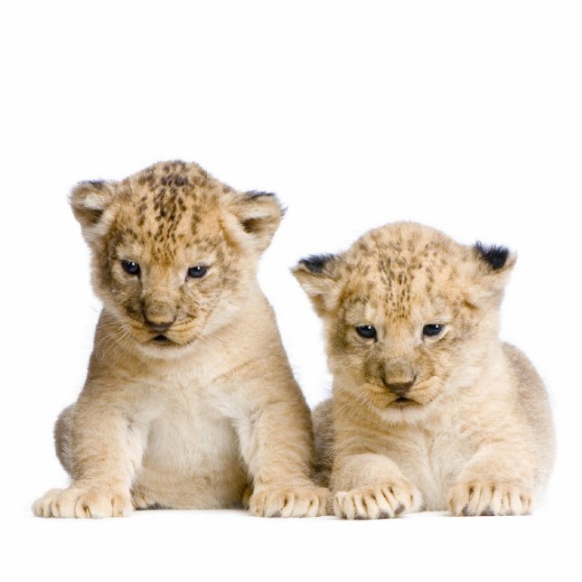 Löwe-CUBschlüsselkette Fotoskulptur Schlüsselanhänger (Vorne)