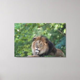 Löwe, der in einem Wald Lounging ist Leinwanddruck