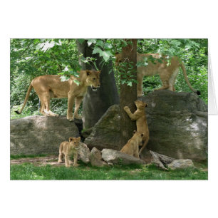 Löwe-Familie an der Spielkarte
