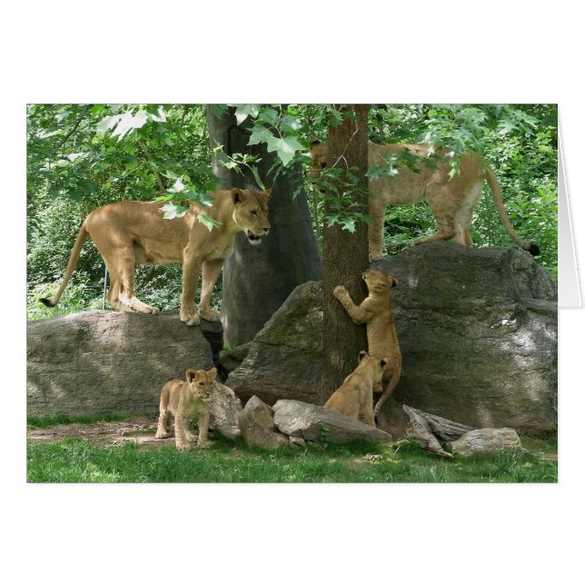 Löwe-Familie an der Spielkarte (Vorderseite (Horizontal))