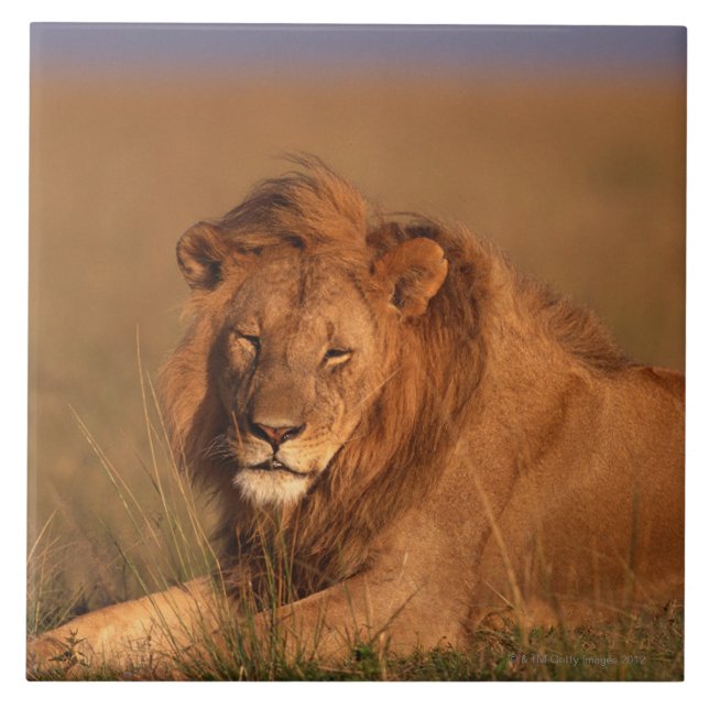 Löwe Fliese (Vorderseite)