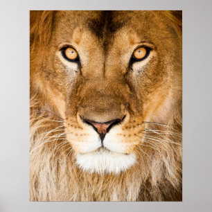 Löwe-Gesichts-Nahaufnahme Poster