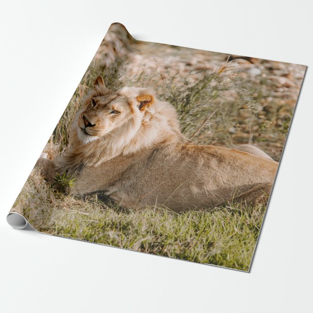 LÖWE IM GRAS GESCHENKPAPIER (Ungerollt)