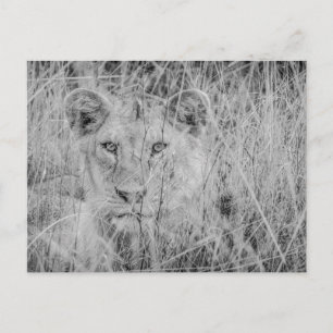 Löwe im Gras Postkarte