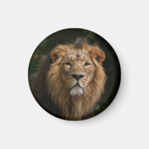 Löwe in den Schatten Magnet