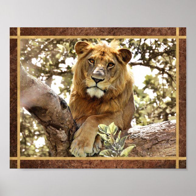 Löwe in einem Foto Poster (Vorne)