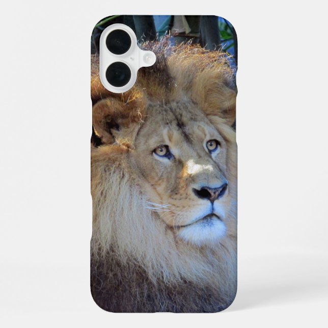 Löwe iPhone 16 Plus Hülle (Rückseite)