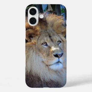 Löwe iPhone 16 Plus Hülle