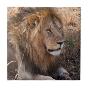 Löwe Masai-Mara-Nationalreservat, Kenia Fliese