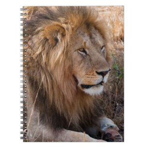 Löwe Masai-Mara-Nationalreservat, Kenia Notizblock