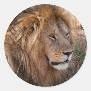 Löwe Masai-Mara-Nationalreservat, Kenia Runder Aufkleber