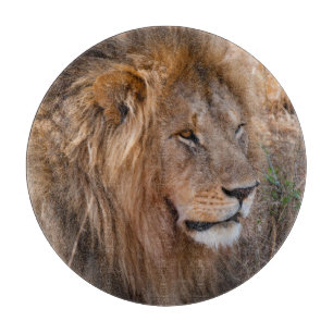 Löwe Masai-Mara-Nationalreservat, Kenia Schneidebrett