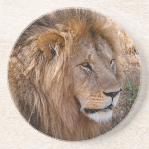 Löwe Masai-Mara-Nationalreservat, Kenia Untersetzer