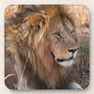 Löwe Masai-Mara-Nationalreservat, Kenia Untersetzer