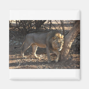 Löwe mit juckender Schulter, Sambia Magnet