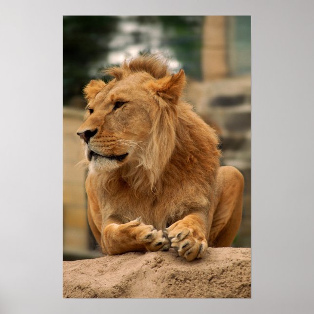 Löwe mit Punkerfrisur Poster (Vorne)